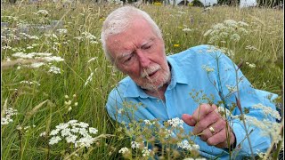 Burnet Saxifrage with John Feehan Wildflowers of Offaly series [upl. by Orin817]