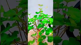 Hydroponic Sweet Potatoes In a Fish Tanks plants usagarden indoorplants gardeningshorts [upl. by Ajani]