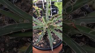 Agave Parviflora agave succulent houseplants [upl. by Autrey]