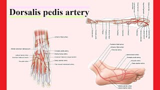 dorsalis pedis artery [upl. by Sisi]