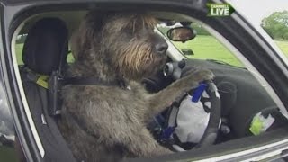 Dog drives car solo Worlds first [upl. by Zetrok]