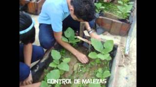 Proyecto Patios productivos para el cultivo de berenjena  LB Madre Emilia [upl. by Hartwell]