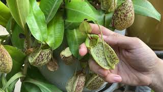 TRIVIA NEPENTHES x HOOKERIANA HYBRID ALAM [upl. by Belshin]