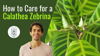 How to Care for a Calathea Zebrina [upl. by Calbert]