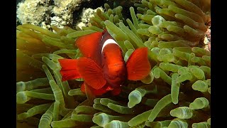 Snorkeling Raja Ampat 2024 Beser bay part 2  Gam  West Papua  Indonesia [upl. by Ais]