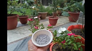 what is DAP fertilizer amp How to use DAP Fertilizer in plants [upl. by Anaerdna]