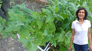 Propagating Chrysanthemum from cuttings with actual results [upl. by Swihart]