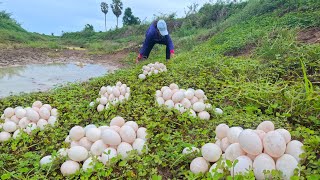 amazing Better Today come and collect a lot of duck eggs along the creek [upl. by Mcquillin]