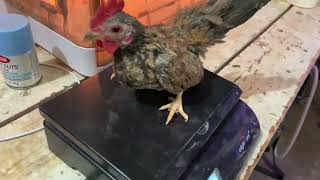 World’s Smallest Chicken Breed MICRO SERAMA ROOSTER [upl. by Leotie]