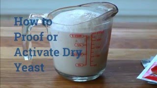 How to Proof or Activate Dry Yeast [upl. by Otsirc526]