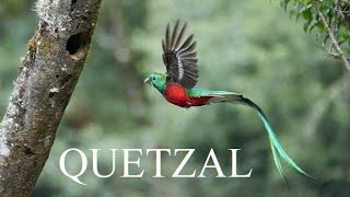 Quetzal  Spiritual Bird [upl. by Lotsyrc408]