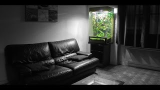 MY EPIC JUNGLE VIVARIUM [upl. by Patti]