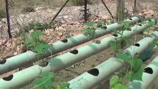 Soilless farming in India  hydroponic gardening grows organic plants fast  कैसे करे cultivation [upl. by Kassel]