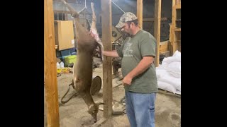 Skinning a whitetail deer [upl. by Yoshi]