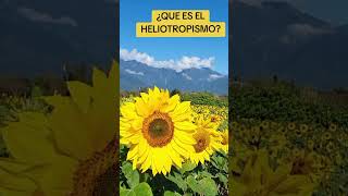 HELIOTROPISMO EN GIRASOL heliotropismo girasol movimientoplantas [upl. by Yalcrab]