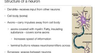 Introduction to Psychology 21  The Brain and Behavior  Nervous System and Neurons [upl. by Gupta36]