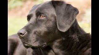 NOMES PARA CÃES DA RAÇA LABRADOR RETRIEVER MACHOS [upl. by Chadbourne880]