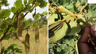 Physostigma reticulatum  Nyama en bambara  voici 05 maladies soignées par cette plante [upl. by Randolf]