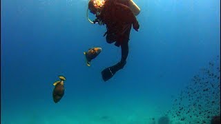 Триггер напал на дайвера  Triggerfish attack on a Diver  Scuba Diving in Chumphon Thailand [upl. by Hplar489]