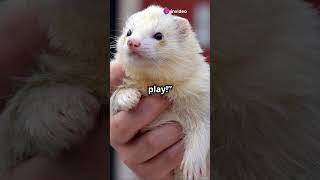 Ferrets The Playful Mischief Makers You NEED to Know About 😍 [upl. by Idola958]