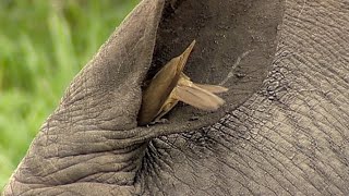 Birds Helping Rhino to Clean its Ear [upl. by Nulubez]