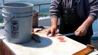 How to Fillet Blackfish amp Ling on the Elaine B 2 [upl. by Holmen]