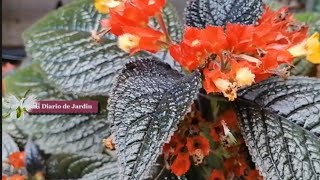 3 preguntas frecuentes de begonia negra Chrysothemis pulchella mi diario de jardin [upl. by Bigg]