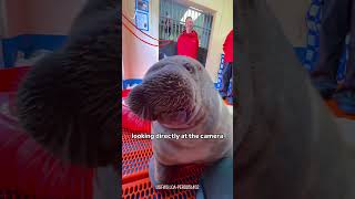 Rescued Walrus Calf Blows quotRasberriesquot [upl. by Grethel]