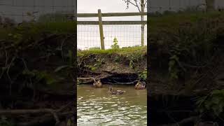 Punting in Oxford UK nature [upl. by Couchman]