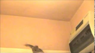 Pipistrelle bat getting flight practise in our hallway [upl. by Airec]