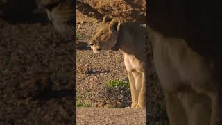 This lionesss speciality giraffe hunting naturepbs wildlife lion hunt naturedocumentaries [upl. by Nywra330]