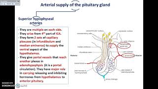 The Pituitary Gland 2  Divisions and Blood supply  Dr Ahmed Farid [upl. by Carolus]