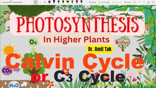 Calvin cycle  C3 cycle  Carboxylation Reduction Regeneration  3Phosphoglyceric acid  amitsir [upl. by Cori]