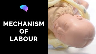 Mechanism of Labour amp Fetal Positions  OSCE Guide  UKMLA  CPSA [upl. by Stamata314]