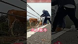 小牛的腳被鋼繩纏住了，路過頭盔哥來幫忙，但勢單力薄，最後三人合力拯救了小牛正能量感動瞬間Shorts 九萬lei [upl. by Thora]