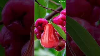 sweet macopa roseapple fruit asmr trending fruitcutting capcut short viral [upl. by Joyann]