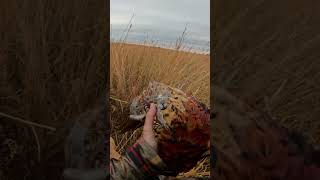 It’s a pheasant hunting time of year shorts pheasant onxhunt [upl. by Anitrak]