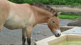 2024May19 Przewalskis horse  Tama Zoological Park [upl. by Euqinahs]