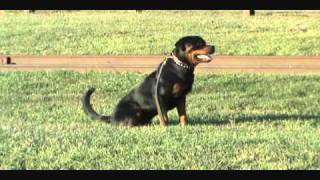 Rottweiler Schutzhund Training [upl. by Thad]