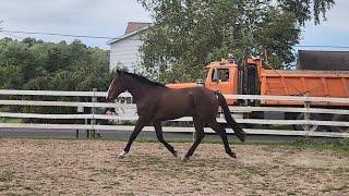 Bocephuss 1st Turnout after a Long Trailer Ride [upl. by Assek]