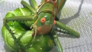 Giant Texas RedEyed Devil Katydid Eats Caterpillar Alive [upl. by Oelc]