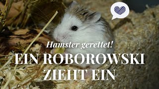 Video veraltet Hamster gerettet Ein Roborowski Zwerghamster zieht ein ❤ September 2016  Nana [upl. by Arutak]