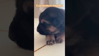 cuteanimals shepherd youtube india shortsvideo puppy ethiopia ethiopia indonesia [upl. by Wolsniw505]