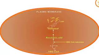 Statin drugs mechanism of action HMG CoA reductase inhibitors [upl. by Jazmin123]