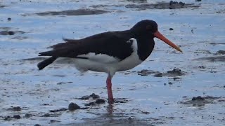 Shorebirds and Waders on the North Sea tidal flats in Germany [upl. by Rowley254]