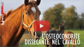 Losteocondrite dissecante nel cavallo [upl. by Nawaj]