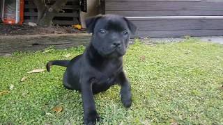 8 week old Staffy Puppy [upl. by Hubble]