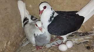 Franconian breeder pair  فرینکونین بریڈر جوڑا [upl. by Nnyl326]