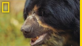 Saving South America’s Only Bear Species  National Geographic [upl. by Liryc]