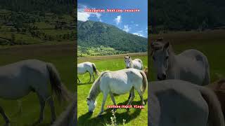 Dhorpatan hunting reserve ❤️😱kapidvlogs8287 [upl. by Wernick]